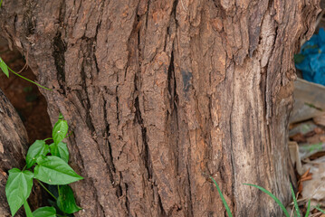 Photo of wood texture pattern