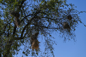 Acacia erioloba en Namibie