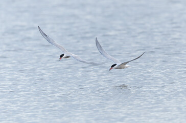 Common Tern Sterna hirundo in a typical coastal habitat