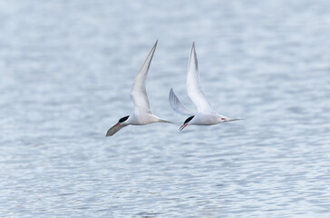 Common Tern Sterna hirundo in a typical coastal habitat