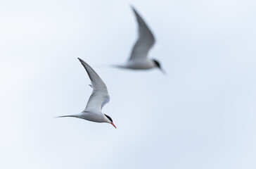 Common Tern Sterna hirundo in a typical coastal habitat