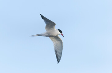 Common Tern Sterna hirundo in a typical coastal habitat