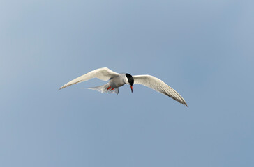 Common Tern Sterna hirundo in a typical coastal habitat