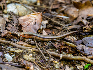 落ち葉とニホントカゲ