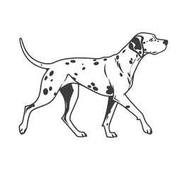 Fototapeta premium Silhouette of a loyal dog sitting calmly on a white background