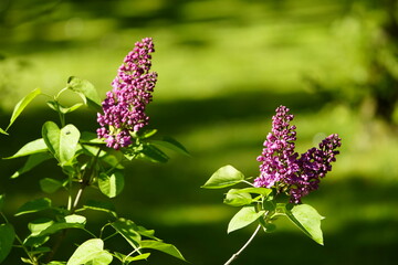 Syringa vulgaris, the lilac or common lilac, is a species of flowering plant in the olive family,...