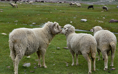 Naklejka premium sheep and lambs