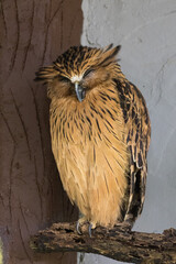Cute Sleepy Buffy Fish Owl with the Eyes closed