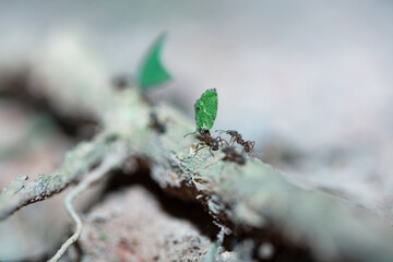 Leaf-cutter ants carrying leaves on forest floor, macro view
