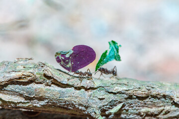 Leaf-cutter ants carrying leaves on forest floor, macro view