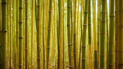 Obraz premium bamboo forest background