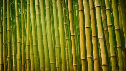 Obraz premium bamboo forest background