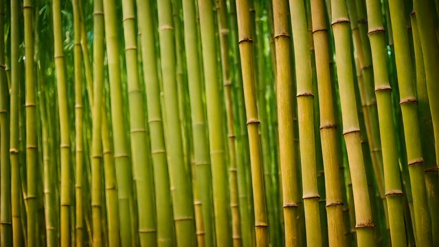 bamboo forest background