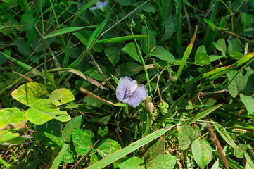 flower (Centrosema virginianum) from the coast of East Java, Banyuwangi, Java Timur, Indonesia.