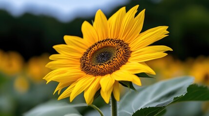 Obraz premium Vibrant sunflower in a field