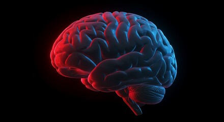 Illuminated human brain model showcasing neural activity with dynamic lighting