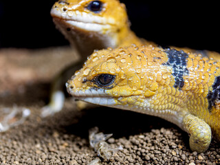 ピーターズバンデッドスキンク