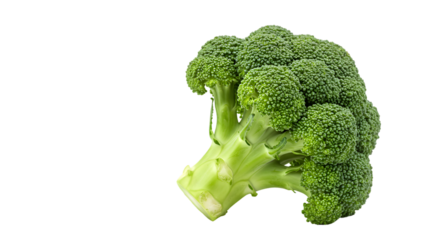 Broccoli head studio photo