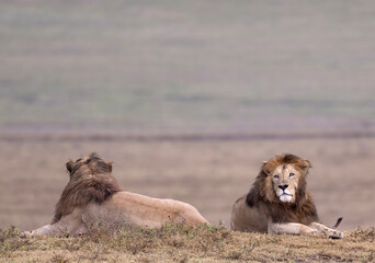 Black Maned Lion Duo