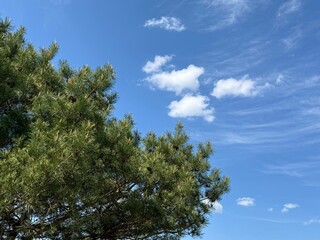 Fototapeta premium Pine tree and blue sky 