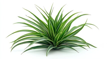 Fototapeta premium A dragon tree leaf isolated on white