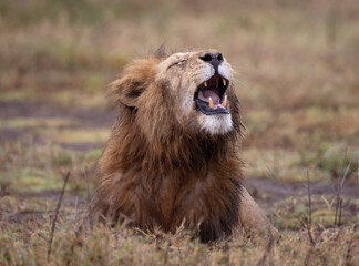 Black Maned Lion Yawning