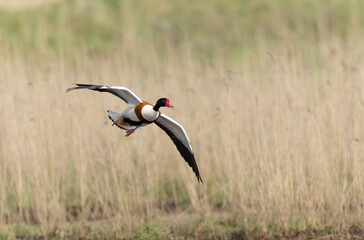 common shelduck Tadorna tadorna in a swamp in Brittany, France