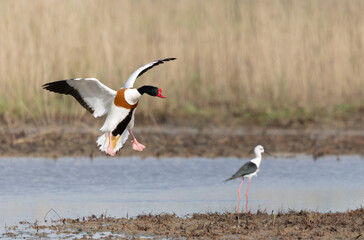 common shelduck Tadorna tadorna in a swamp in Brittany, France