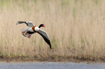 common shelduck Tadorna tadorna in a swamp in Brittany, France