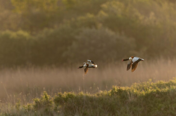 common shelduck Tadorna tadorna in a swamp in Brittany, France