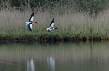 common shelduck Tadorna tadorna in a swamp in Brittany, France