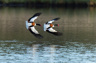 common shelduck Tadorna tadorna in a swamp in Brittany, France