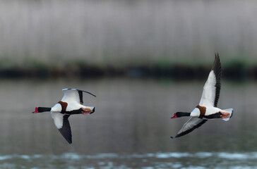 common shelduck Tadorna tadorna in a swamp in Brittany, France