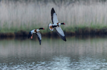common shelduck Tadorna tadorna in a swamp in Brittany, France