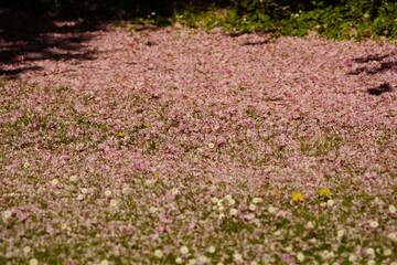 Obraz premium Carpet of Japanese cherry blossoms (Prunus serrulata) from the rose family. Hanover, Germany.
