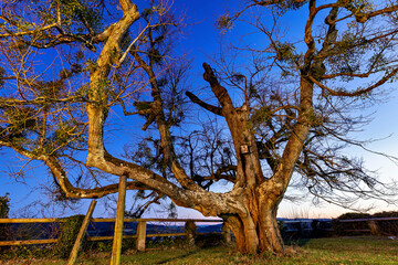 Old tree at the castle of Spangenberg