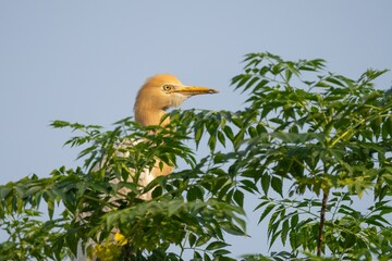 Cattle egret with orange plumage