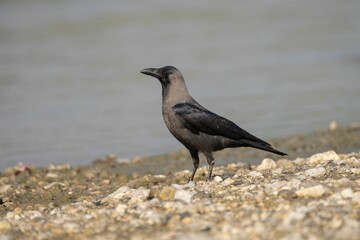 Hooded crow on a rocky shore
