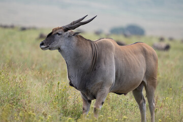 Big Eland