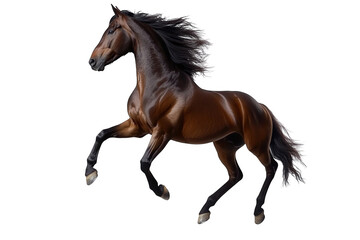 black horse isolated on white