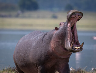 Hippo with Big Mouth Open