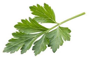 Fresh Green Parsley Leaf Isolated Transparent