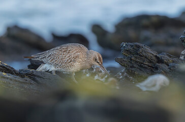 Eurasian Whimbrel Numenius phaeopus on rocky seashore in Brittany