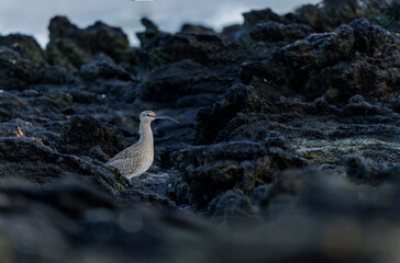 Eurasian Whimbrel Numenius phaeopus on rocky seashore in Brittany