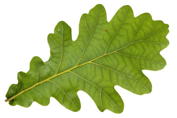 Fototapeta premium Green Oak Leaf Isolated Transparent Background
