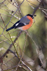 Bullfinch male on branch in winter, Sussex, UK