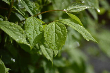 gotas de agua sobre una hoja verde