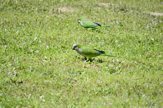 cotorra argentina loro verde