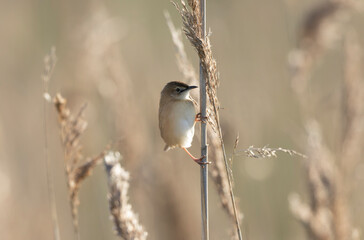 Zitting Cisticola Cisticola jucindis in close view in Brittany, France