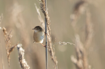 Zitting Cisticola Cisticola jucindis in close view in Brittany, France